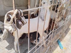 BAKRA