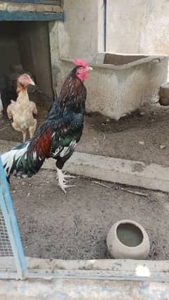 shamo breeder pair for sale