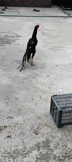 parrot beak asseel