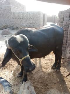 Buffalo Sell 3 Year 100 /100 ok