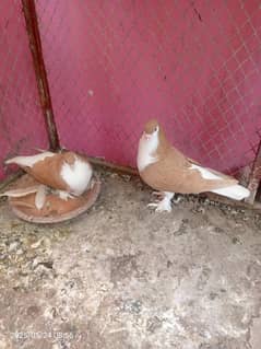 sherazi breeder pair 100. warranty