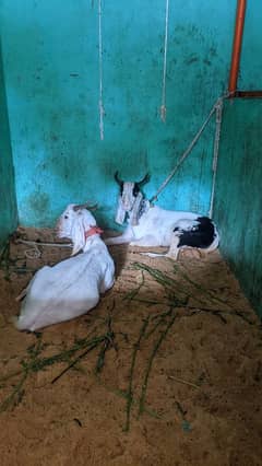 Bakra sell