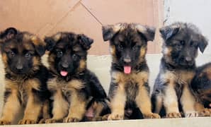 German shepherd dogs/ GSD