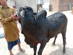 Qurbani bull | Bachra | desi buls | Wehra | بچرا | qurbani 2025