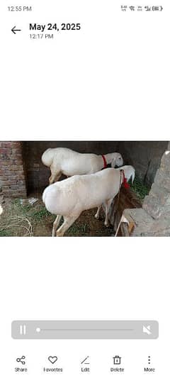 Dumba for sale