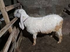 2 sheeps for sale