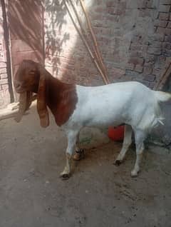 nwaab Shah nasal