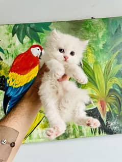 Persian kitten