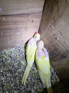 2 pieces yellow ring neck with parents. waiting for new shelter