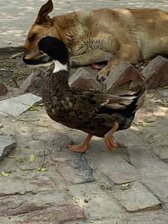 breeder