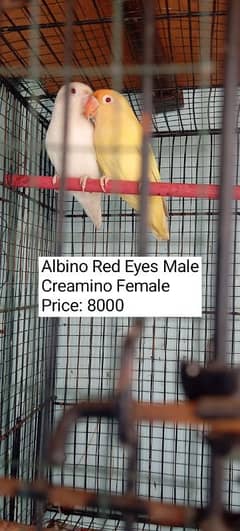Albino/Creamino/Opaline/Parblue/blue Fishri all Inno birds