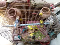 Australian parrots