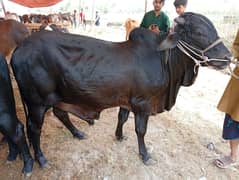 Qurbani