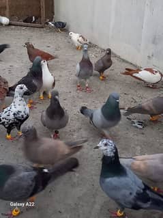 gola