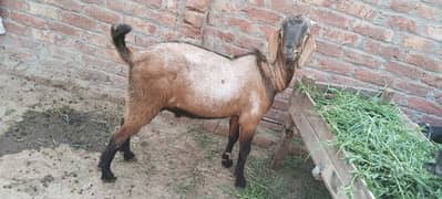 Bakre