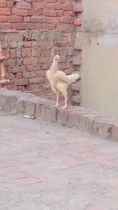 Hens