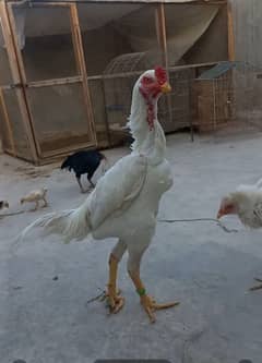 White Shamoo Pair & Aseel Chicks