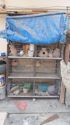 Fisher and Budgie Cage