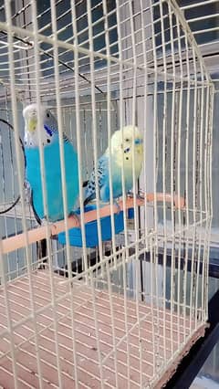 Breader Australian Budgie pair