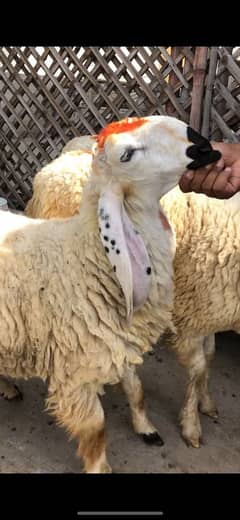 sheep jacbabadi