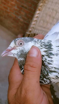 pegion