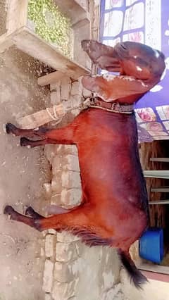 bakri for sale