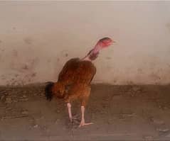 Aseel Madagascar old Breed