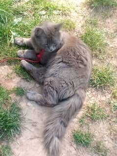 “Male Cross Persian Cat for Sale – Healthy & Playful – 9/10 Condition