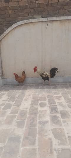 peshawar gulbahar 03025927667