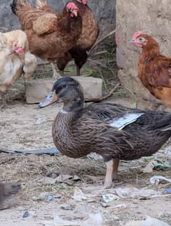 Khaki camel ducks 03099251602