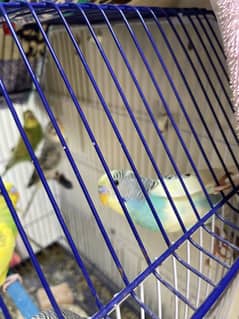 Budgies pathay