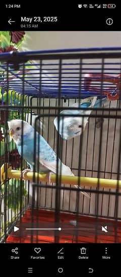 budgie