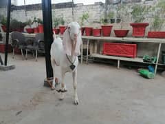 Goat/Bakra/Healthy