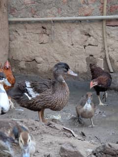 Khaki camel ducks
