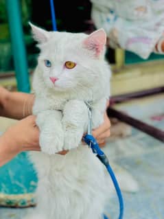 Persian Cat Pair one year old Just Rs. 10,000/-