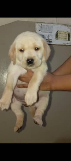 Labrador puppies