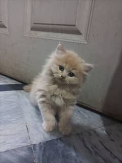 Persian Cat | Cute Kittens | Persian Kitten | Cats For Sale