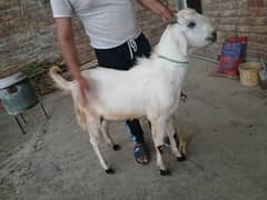 2bakry for sale