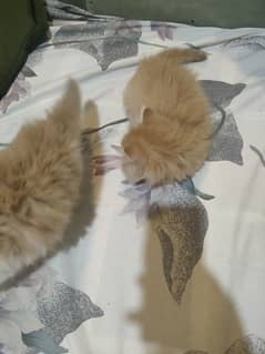 Persian munckin kittens for sale