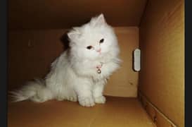 Persian kitten female age 2 month urgent sale