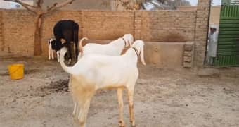 2 Bakre Qurbani lagne wala For Sale Call,03425820107