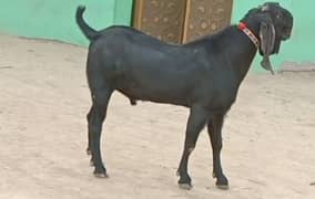 Desi Bakra Urgent For Sale WhatsApp On03314594754)