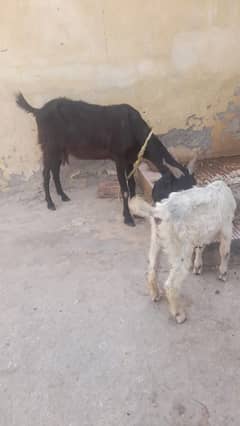 For sale
