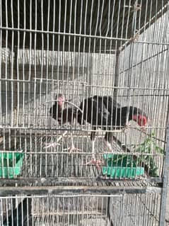 hen with chick 4