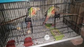 Green Cheeked Conure Breeder Pair for Sale
