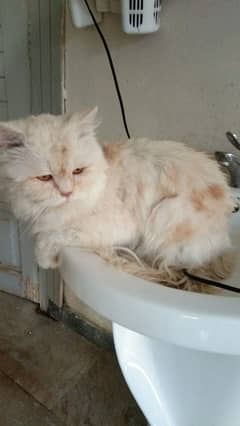 Persian cat
