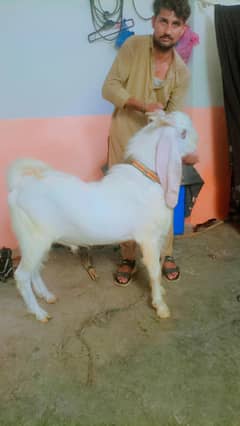 gulabi bakra