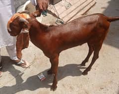 بکرے قربانی کے لئے Goat For Sale