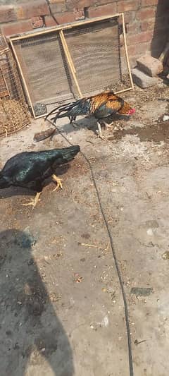 Aseel hens