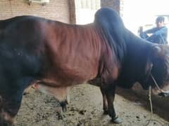 Qurbani k janwer